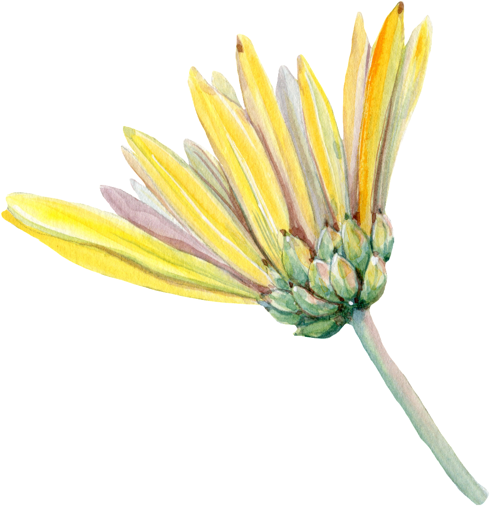 Yellow Chrysanthemum Watercolor PNG Image