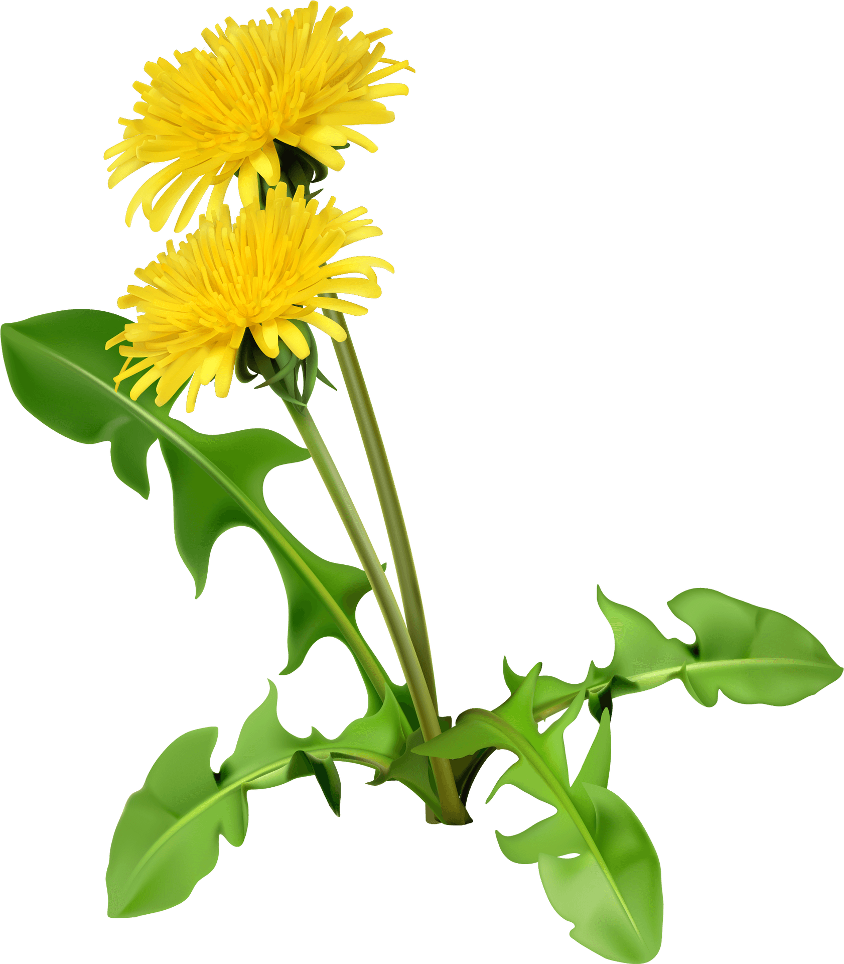 Yellow Chrysanthemums Graphic PNG Image