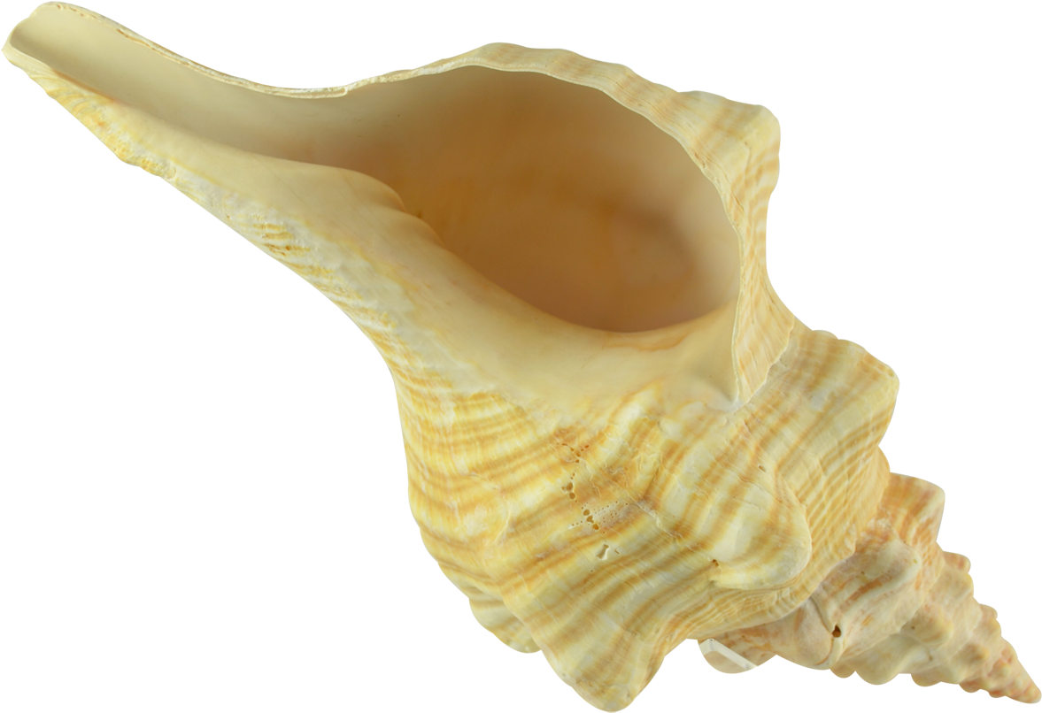 Yellow Conch Shell Isolated PNG Image