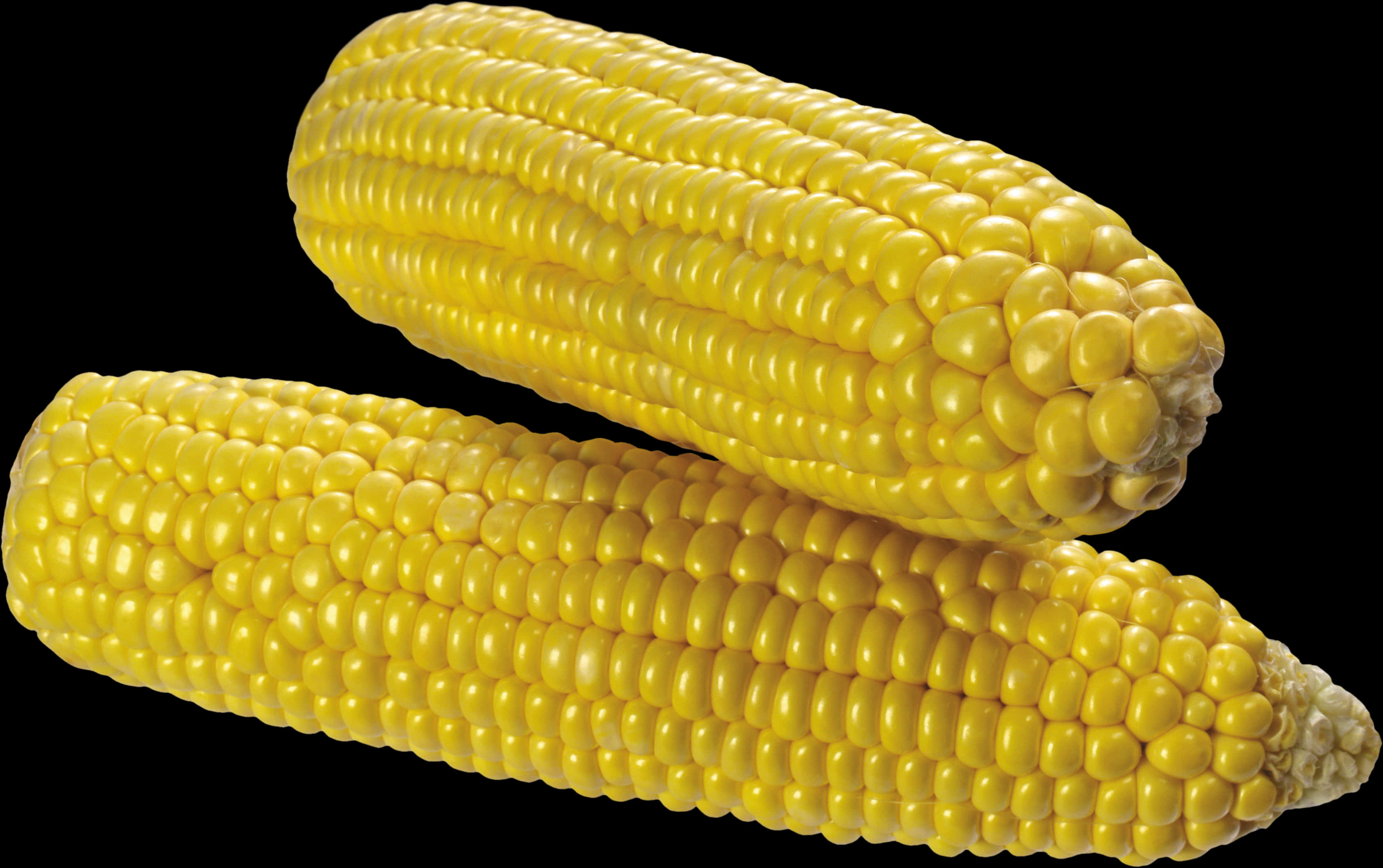 Yellow Corn Cobs Black Background PNG Image