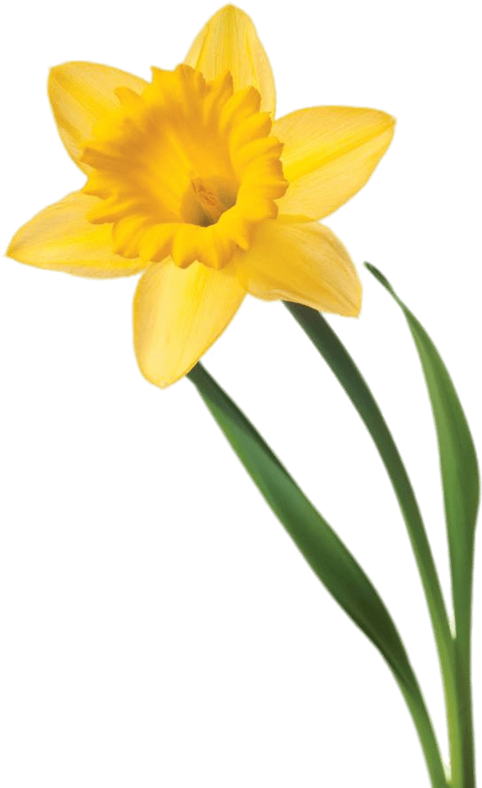 Yellow Daffodil Isolated Background PNG Image