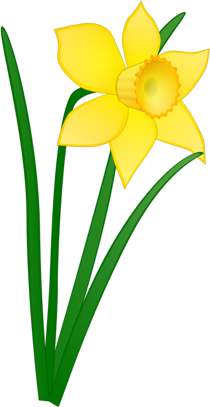 Yellow Daffodil Vector Illustration PNG Image