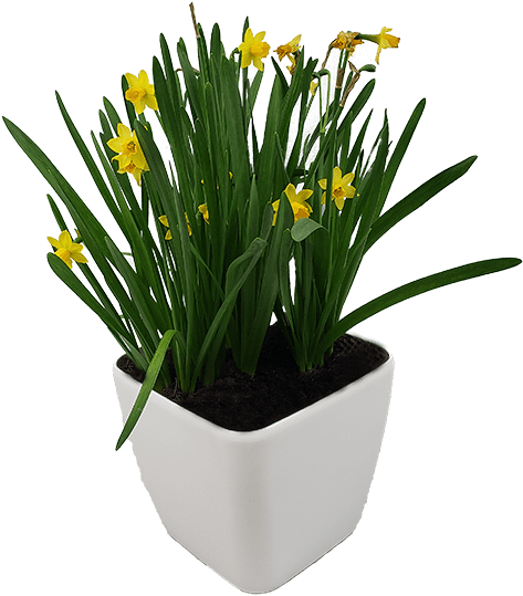 Yellow Daffodils White Planter PNG Image