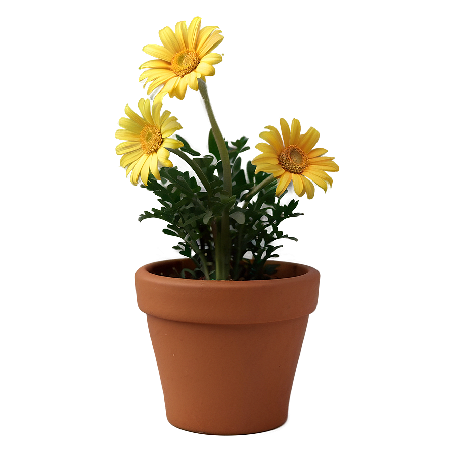 Yellow Daisy In Pot Png 90 PNG Image