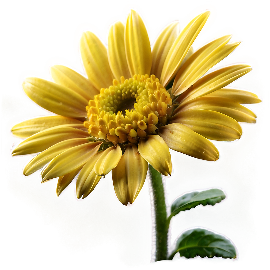 Yellow Daisy In Sunshine Png Xtd67 PNG Image