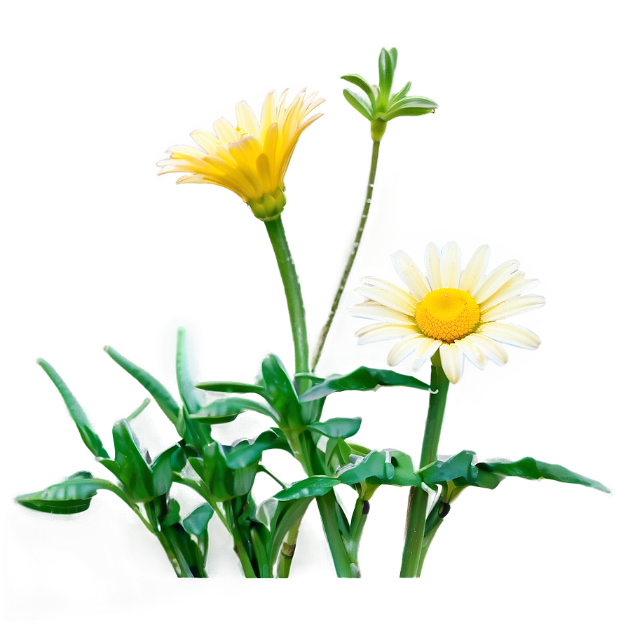 Yellow Daisy Png 15 PNG Image