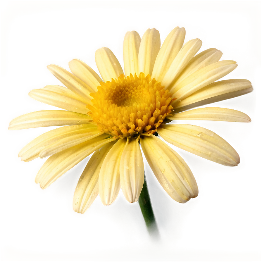 Yellow Daisy Vintage Style Png 06292024 PNG Image