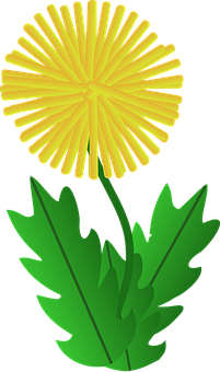 Yellow Dandelion Vector Illustration PNG Image