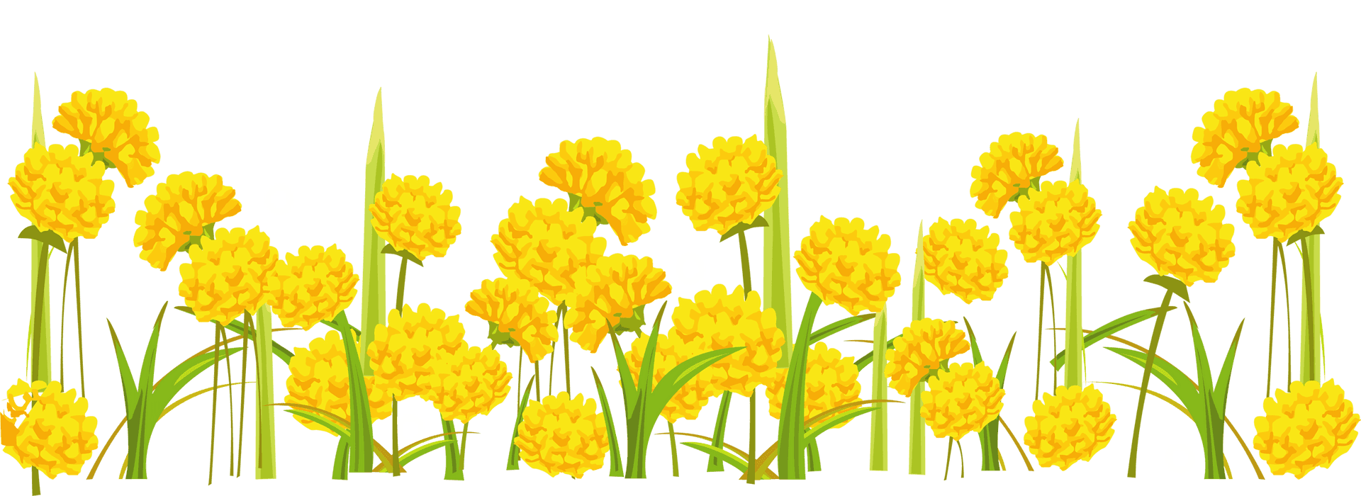 Yellow Dandelions Field Illustration PNG Image