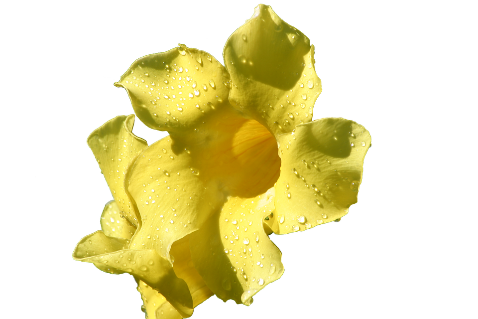 Yellow Flowerwith Water Droplets.png PNG Image