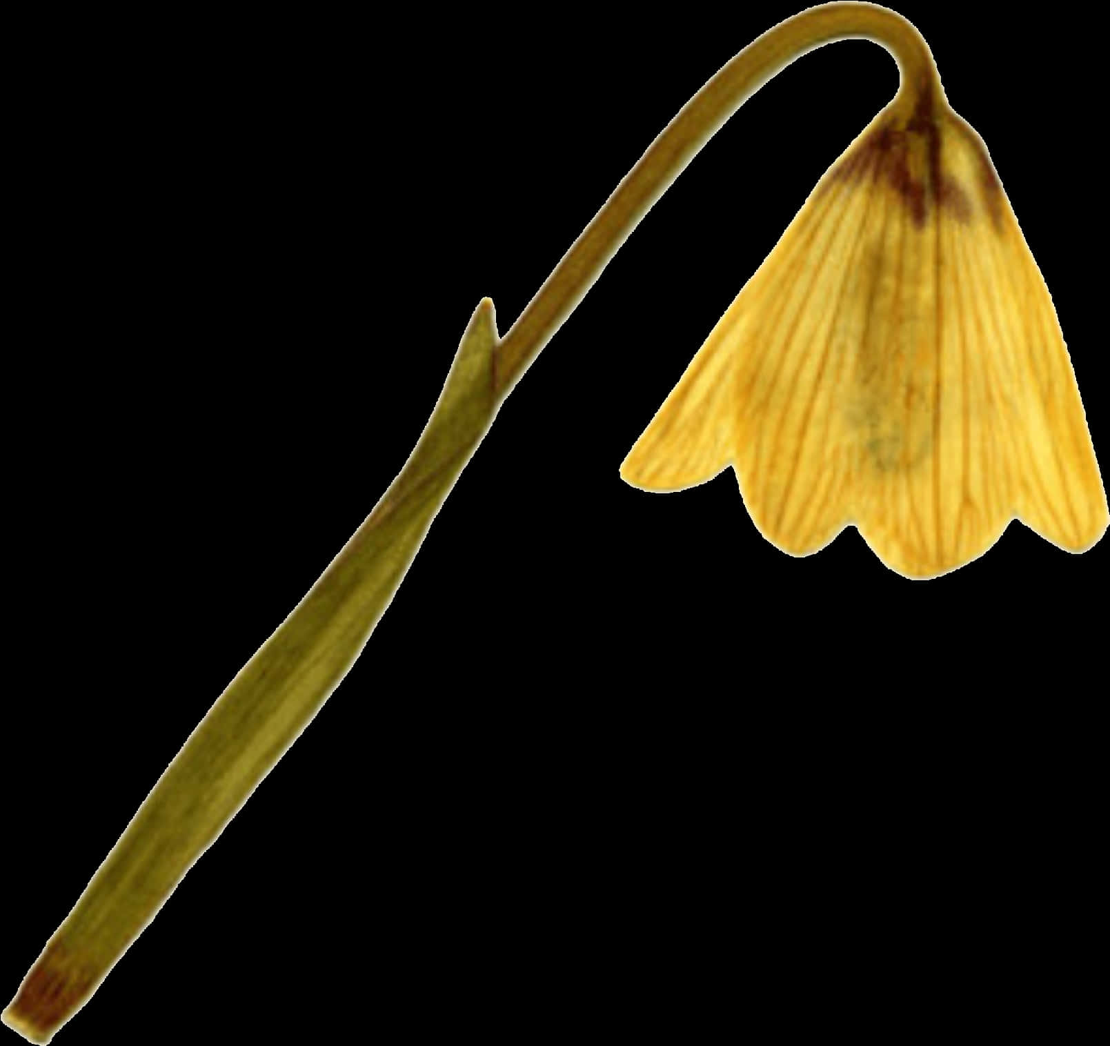 Yellow Ginkgo Leaf Black Background PNG Image