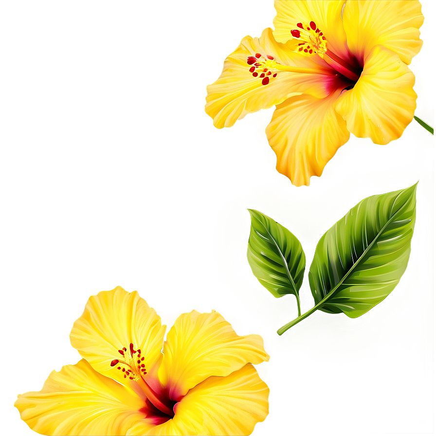 Yellow Hibiscus Png Qfv PNG Image