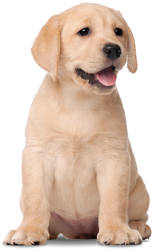 Yellow Labrador Puppy Cute Pose PNG Image