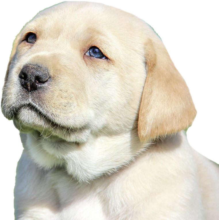 Yellow Labrador Puppy Portrait PNG Image