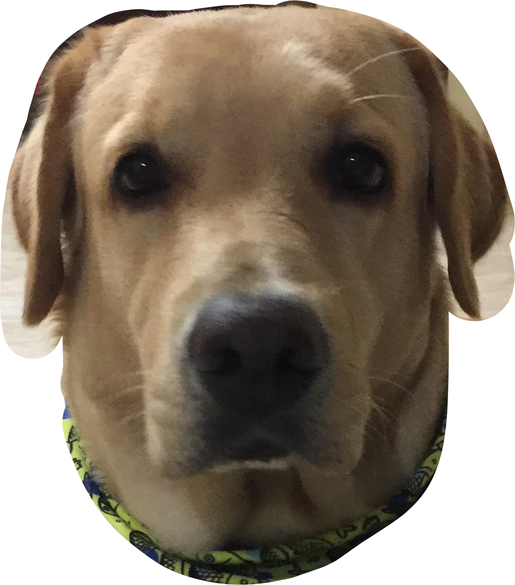 Yellow Labrador Retriever Closeup.png PNG Image