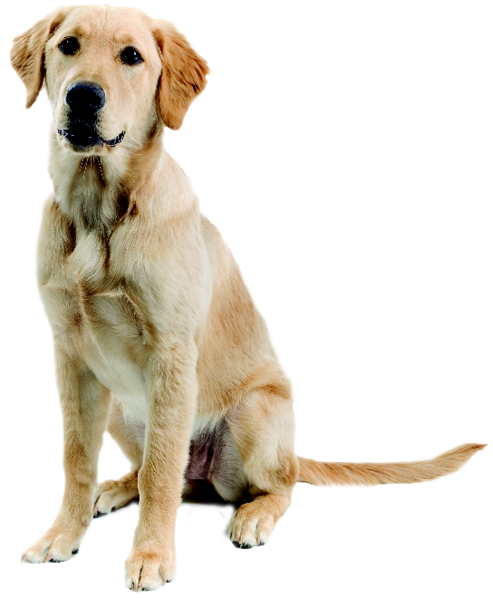 Yellow Labrador Sitting P N G PNG Image