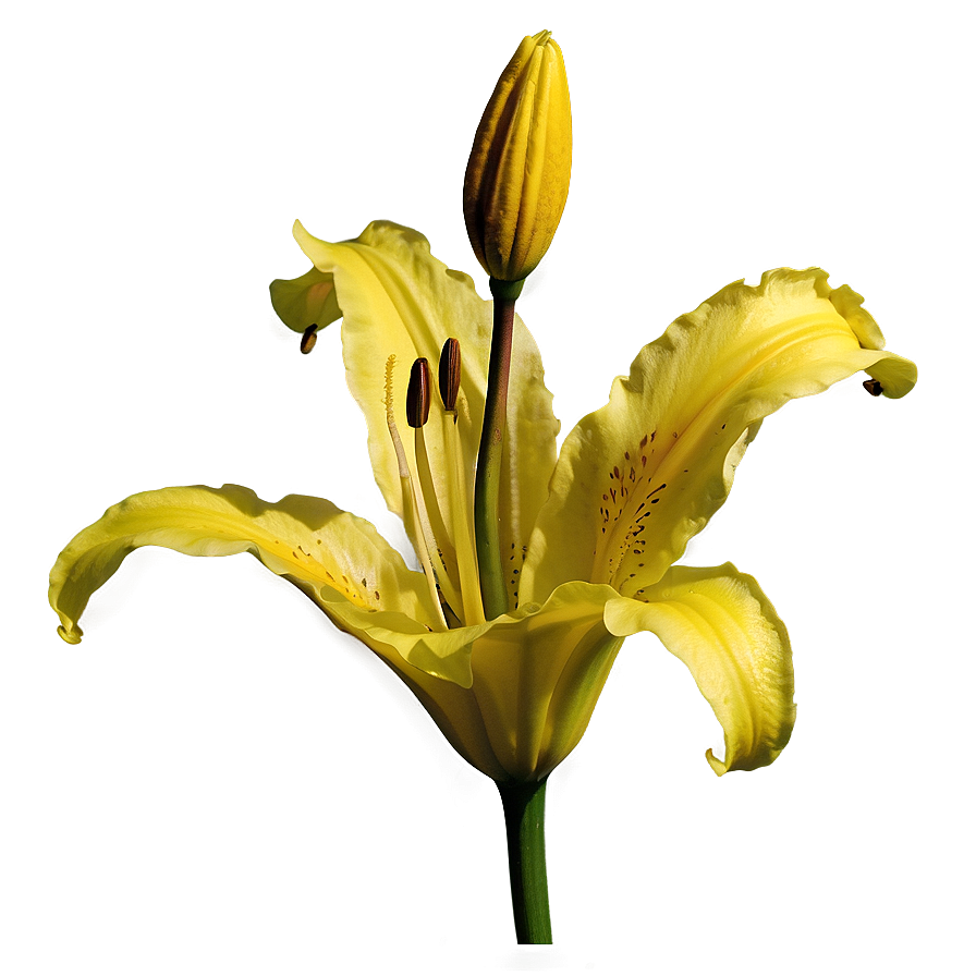 Yellow Lily Flower Png 14 PNG Image