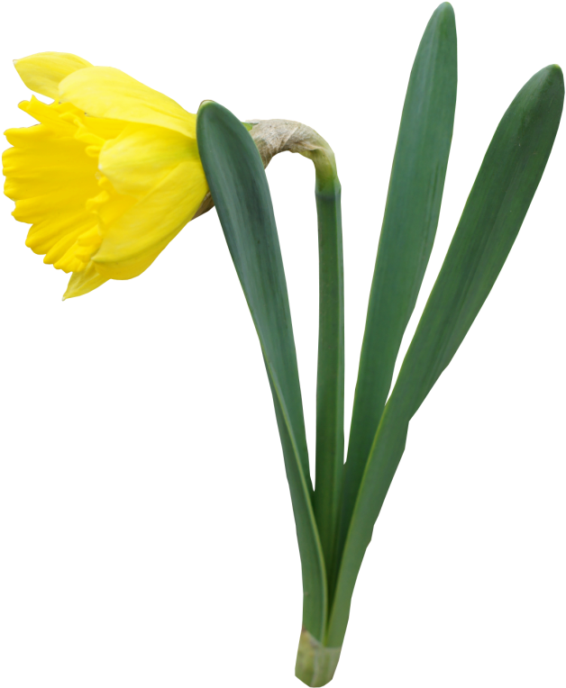 Yellow Narcissus Flower PNG Image