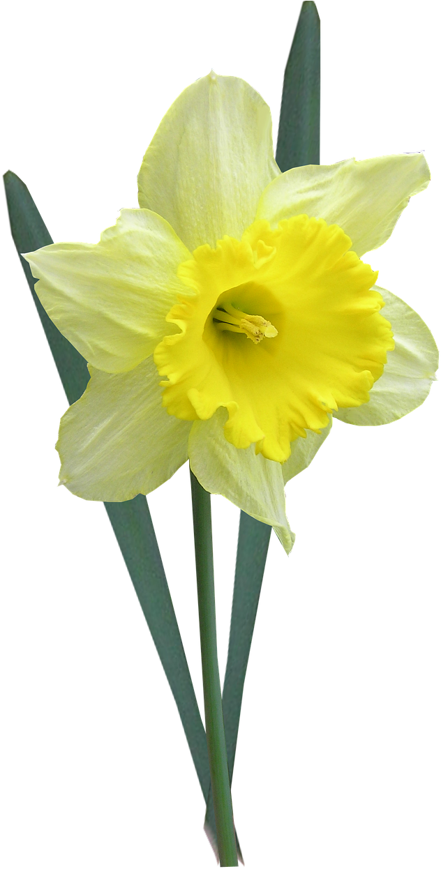 Yellow Narcissus Flower Isolated PNG Image