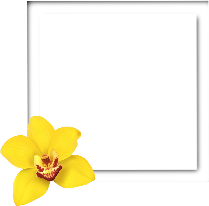 Yellow Orchid Black Square Frame PNG Image