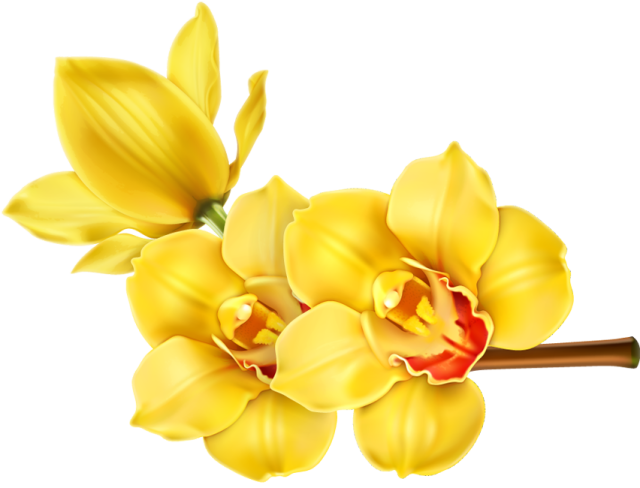 Yellow Orchid Blossoms PNG Image