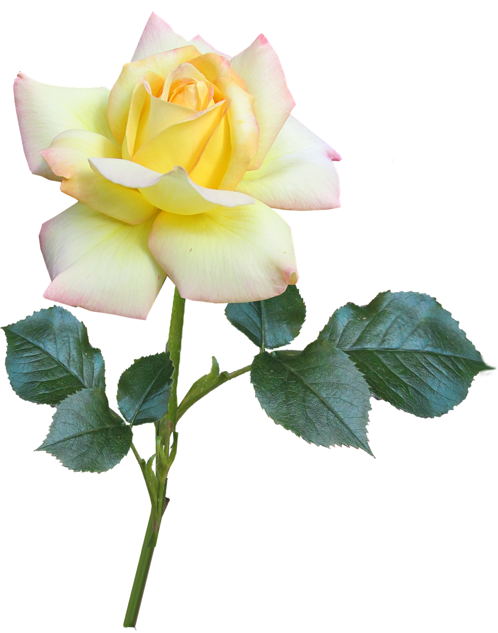 Yellow Pink Rose Black Background PNG Image