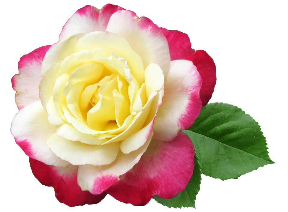 Yellow Pink Rose Transparent Background PNG Image