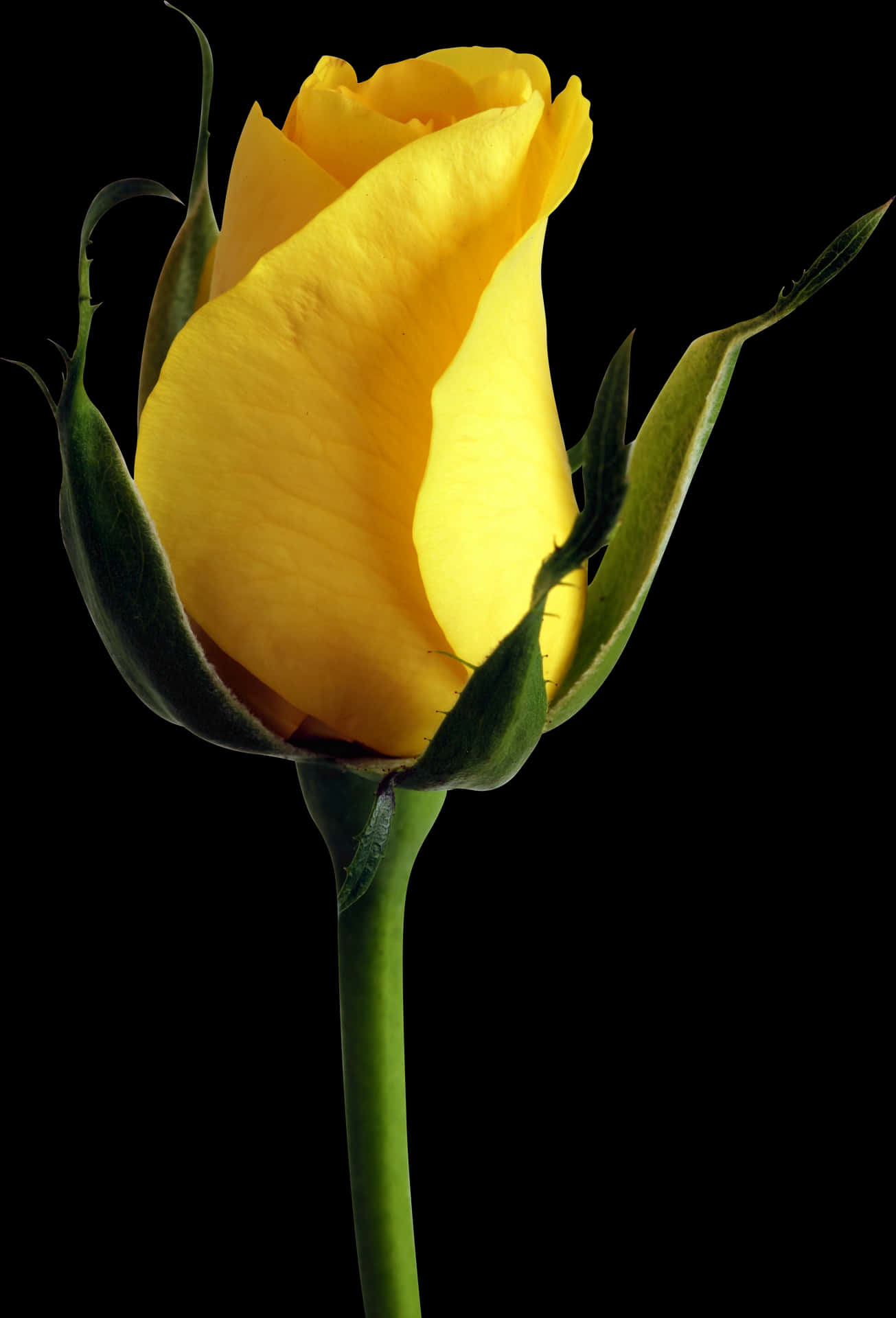 Yellow Rose Budon Black Background.jpg PNG Image