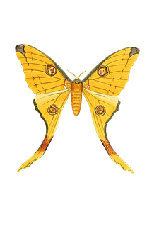 Yellow Swallowtail Butterfly Illustration PNG Image