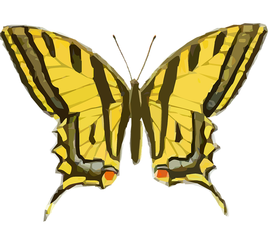 Yellow Swallowtail Butterfly Illustration PNG Image