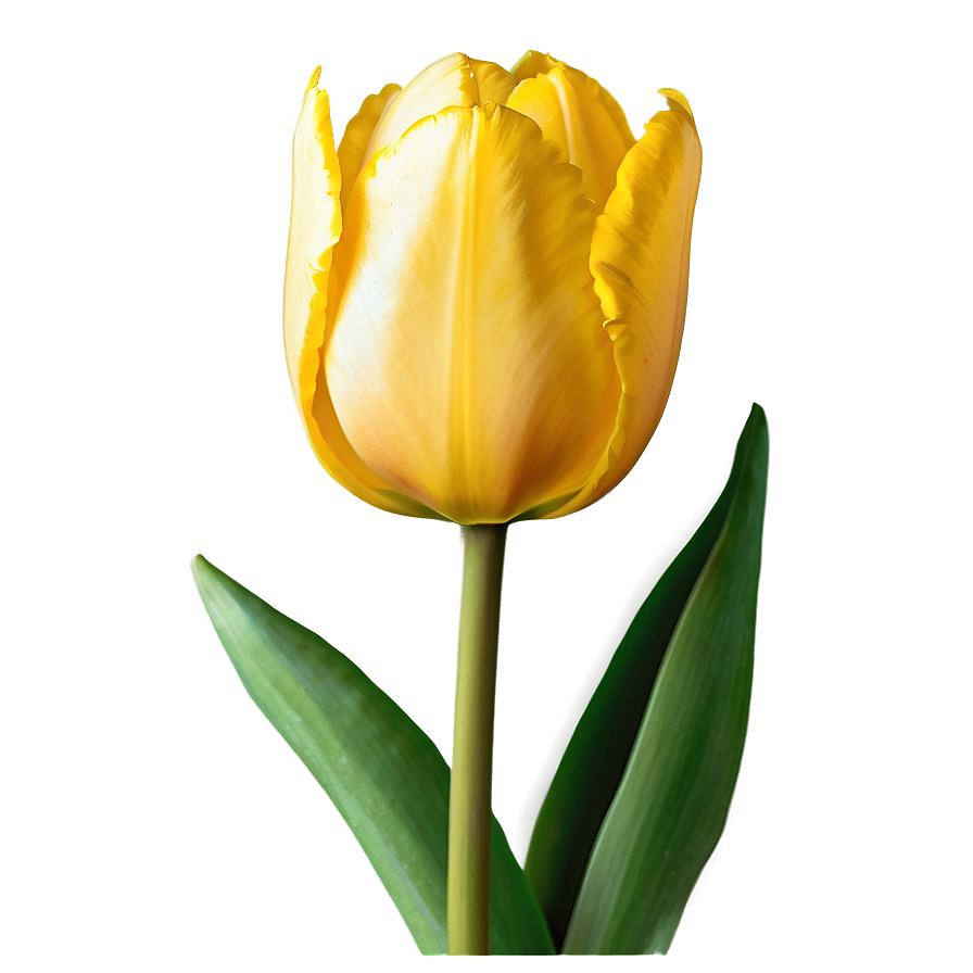 Yellow Tulip Png Eqi PNG Image