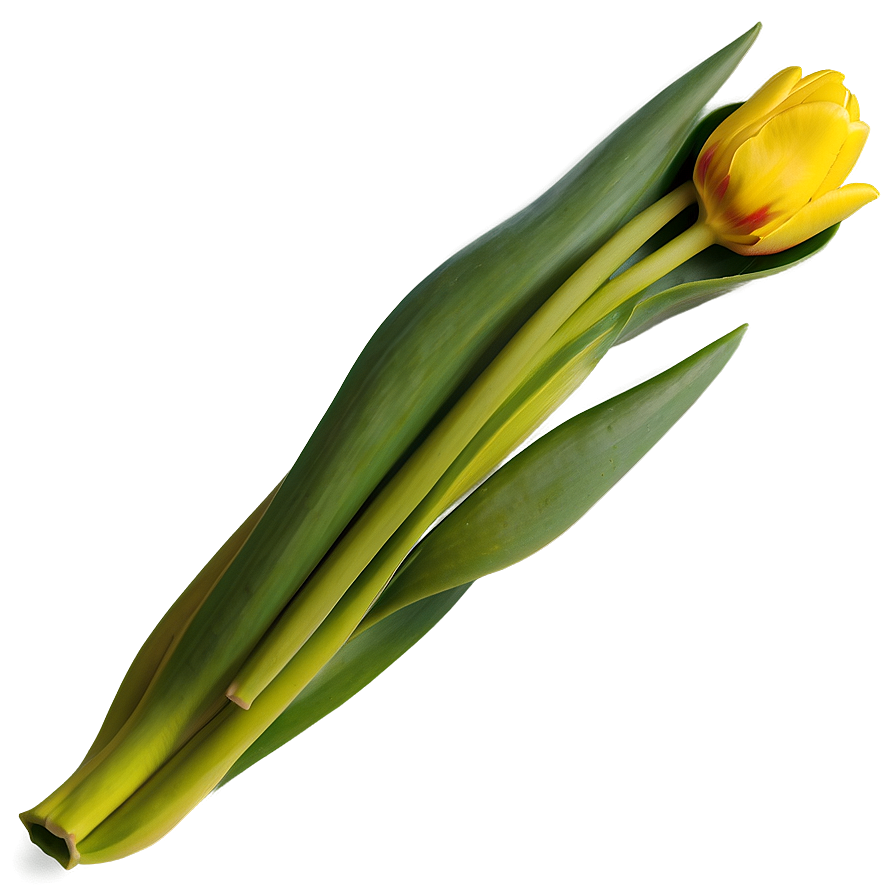 Yellow Tulip Png Ggu PNG Image