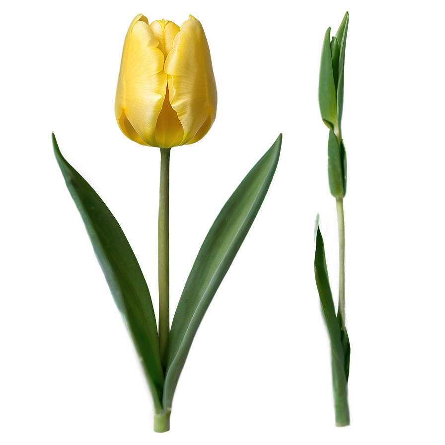 Yellow Tulips Png Mor PNG Image