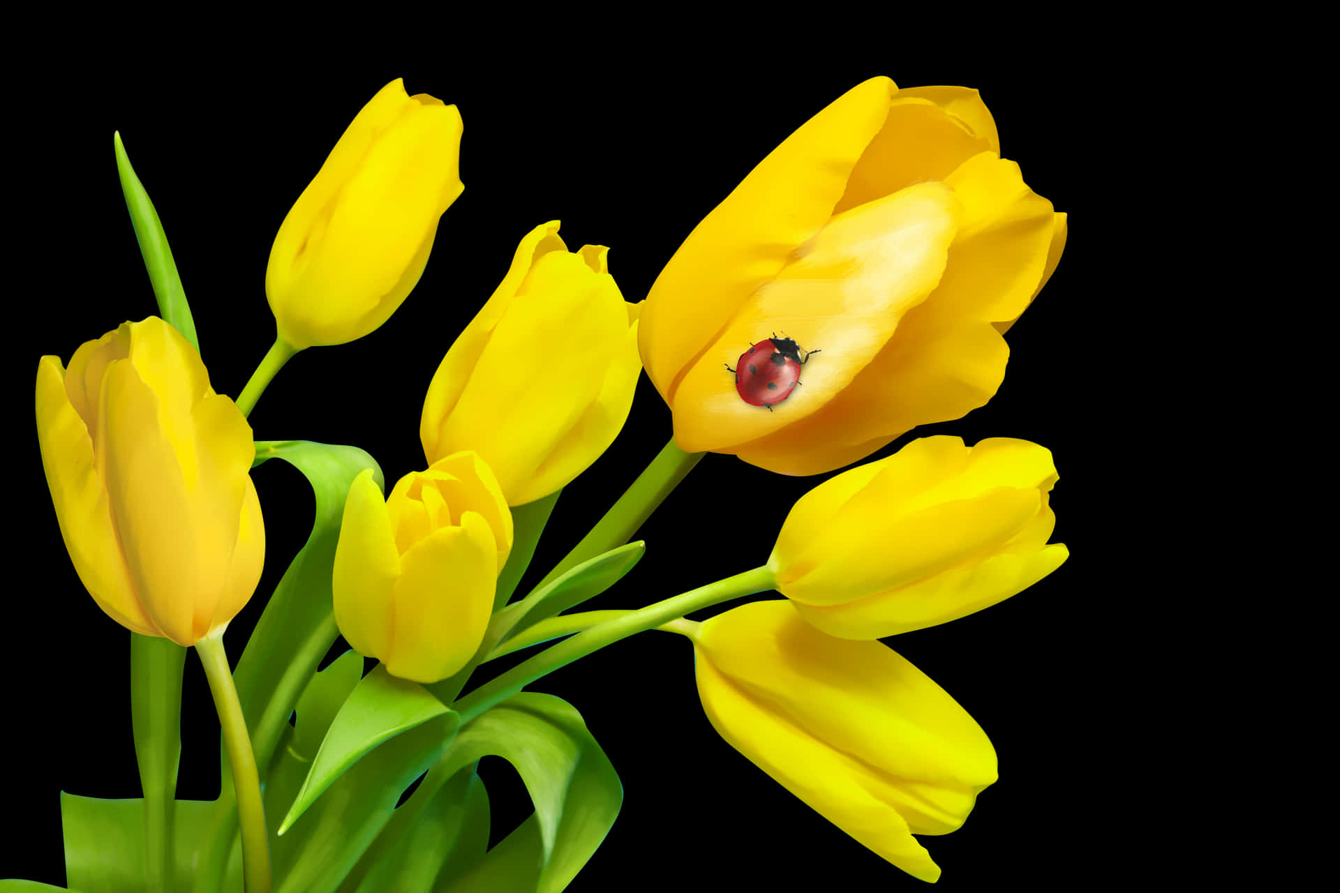 Yellow Tulipswith Ladybugon Petal PNG Image