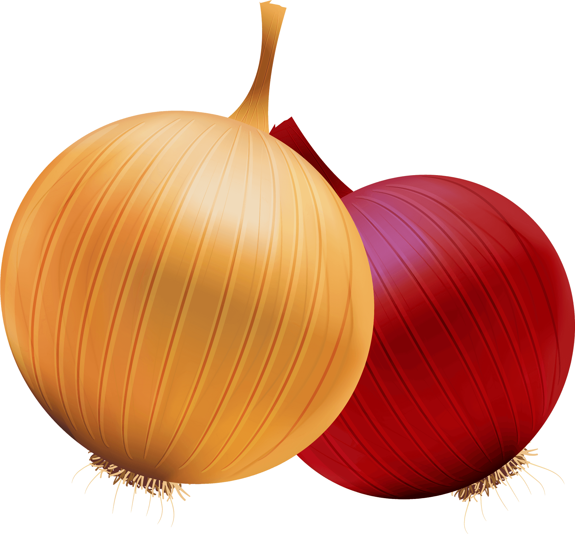 Yellowand Red Onions Illustration PNG Image