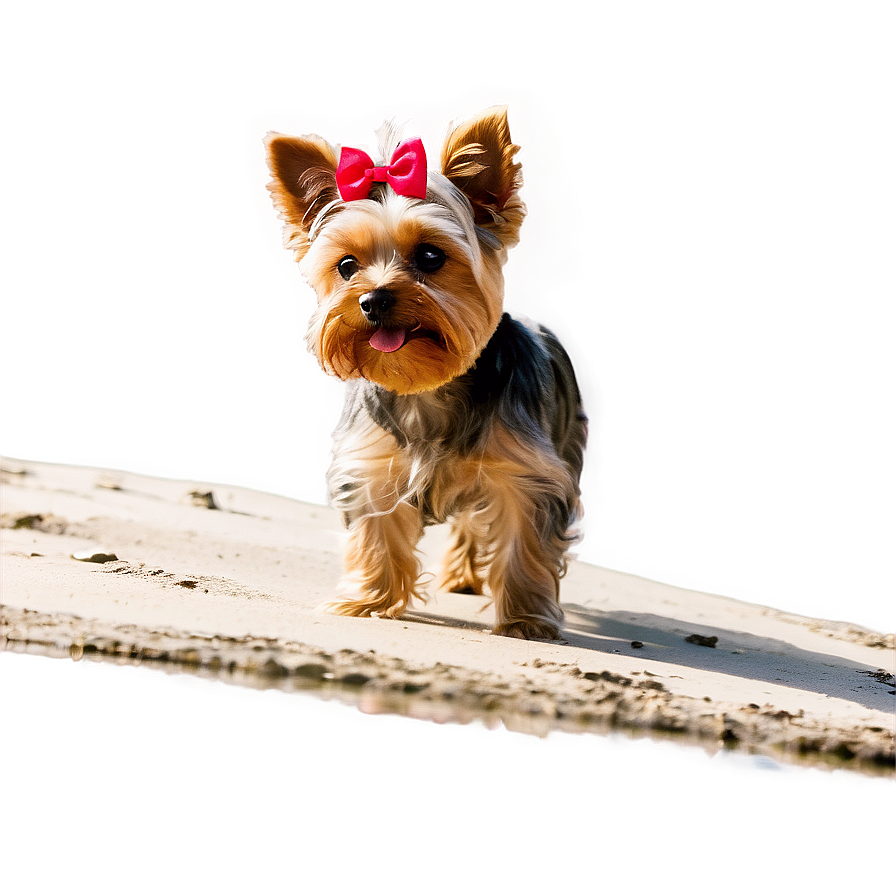 Yorkie At Beach Png Khw PNG Image