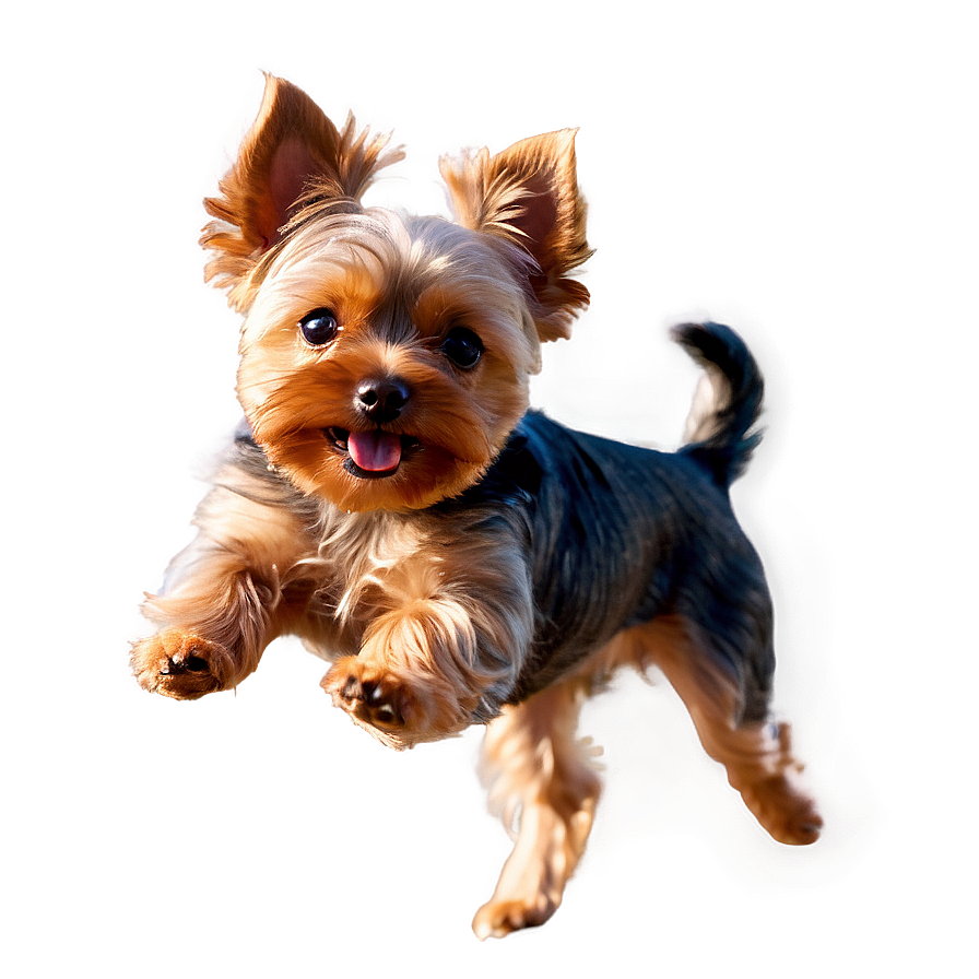 Yorkie Jumping Png 59 PNG Image