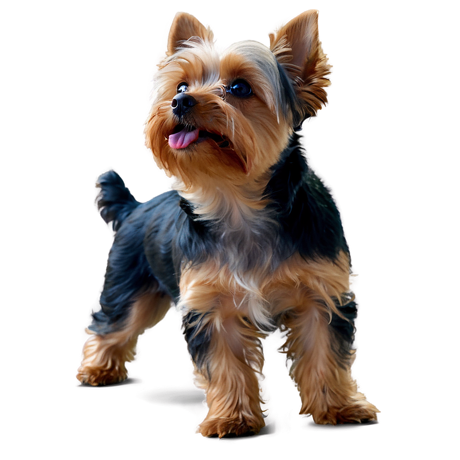 Yorkie Looking Up Png 80 PNG Image