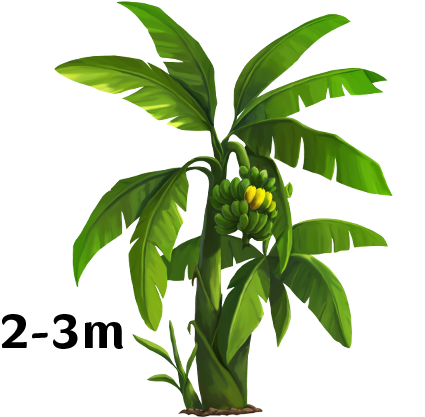 Young Banana Tree With Fruit Height Indicator PNG Image