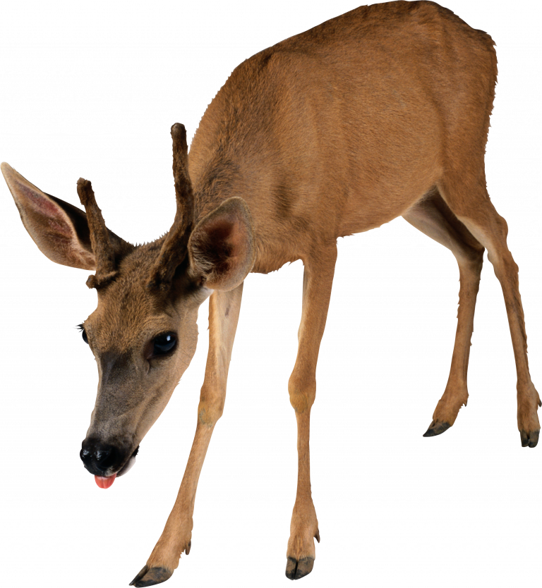 Young Brown Deer Transparent Background PNG Image