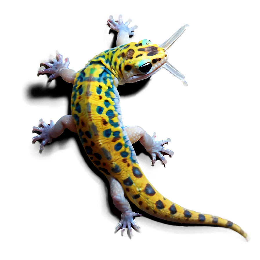 Young Leopard Gecko Png Wqr PNG Image