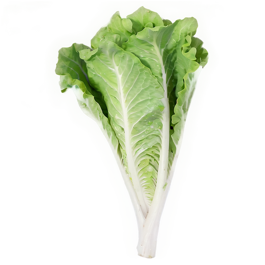 Young Lettuce Png Jej PNG Image