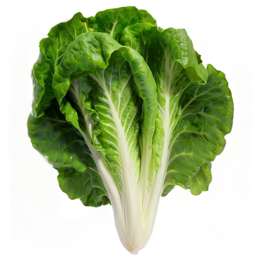 Young Lettuce Png Rpf35 PNG Image