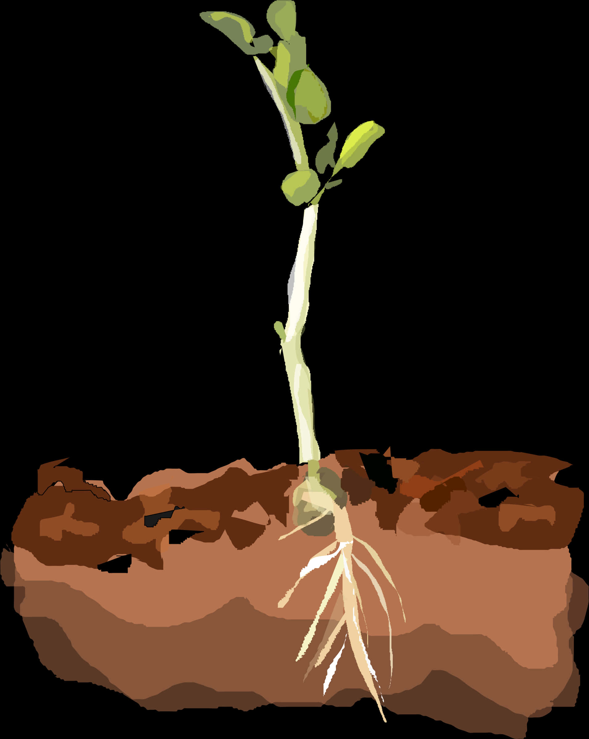 Young Plant Growing Soil Cross Section PNG Image