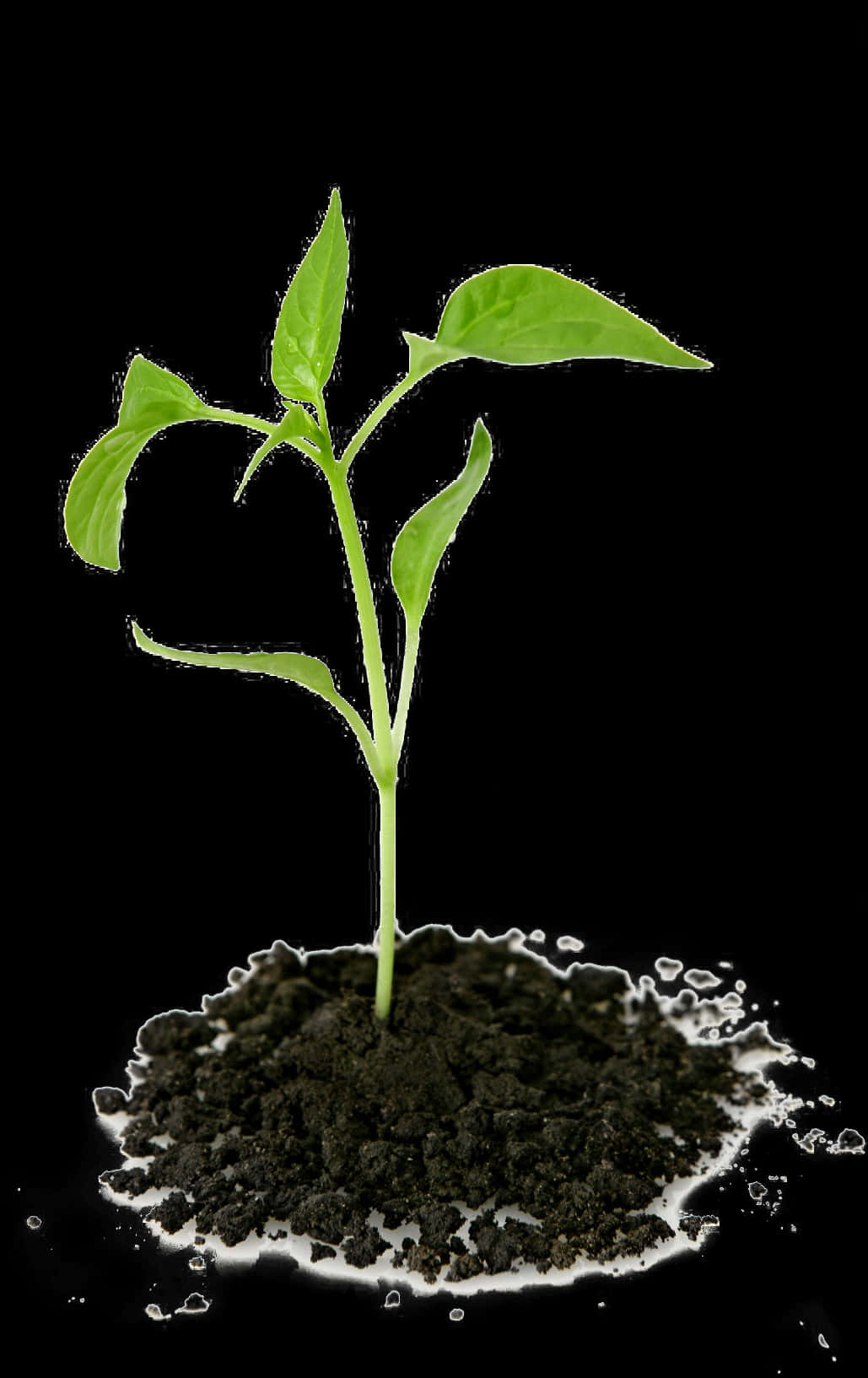 Young Plant Growingin Soilon Black Background PNG Image