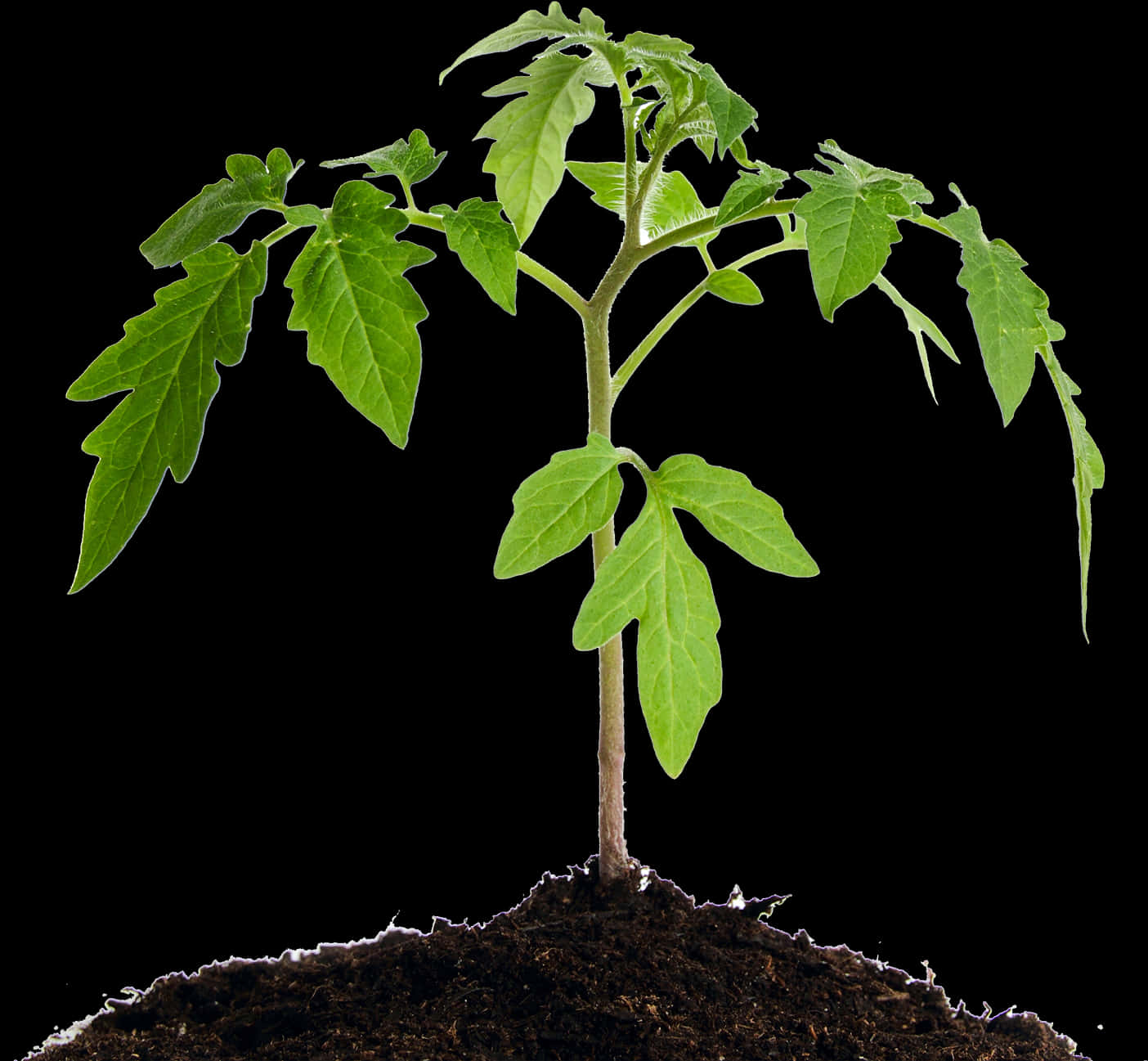 Young Tomato Plant Growingin Soil PNG Image