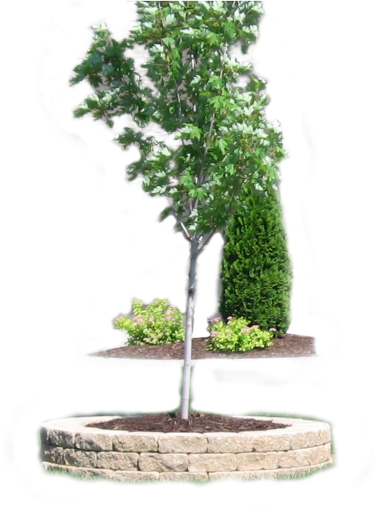 Young Tree Landscaping Design PNG Image