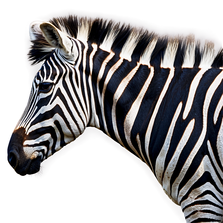 Zebra Profile Side View Png 94 PNG Image