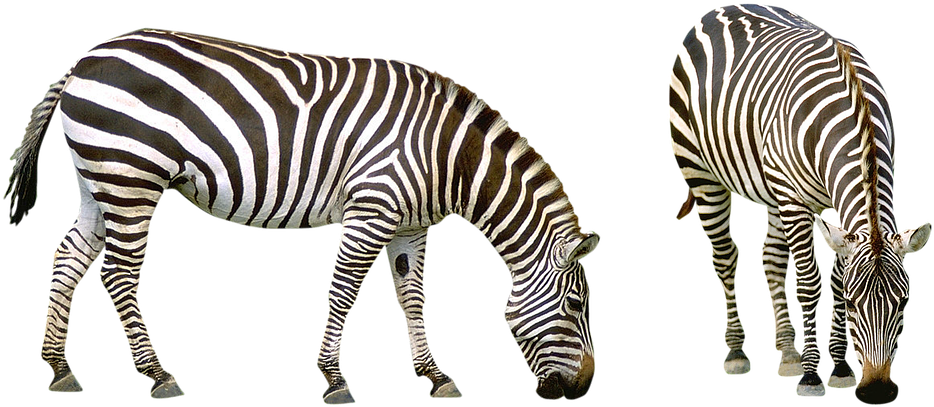 Zebras_ Grazing_ Side_ View.png PNG Image