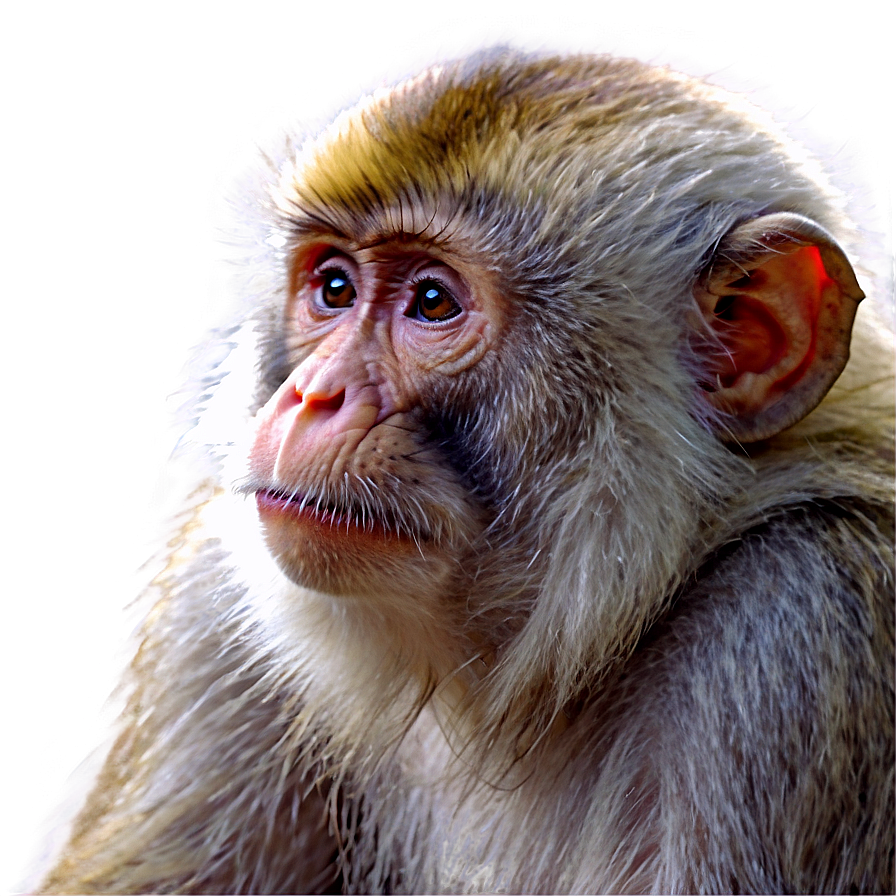 Zen Monkey Face Meditation Png 80 PNG Image